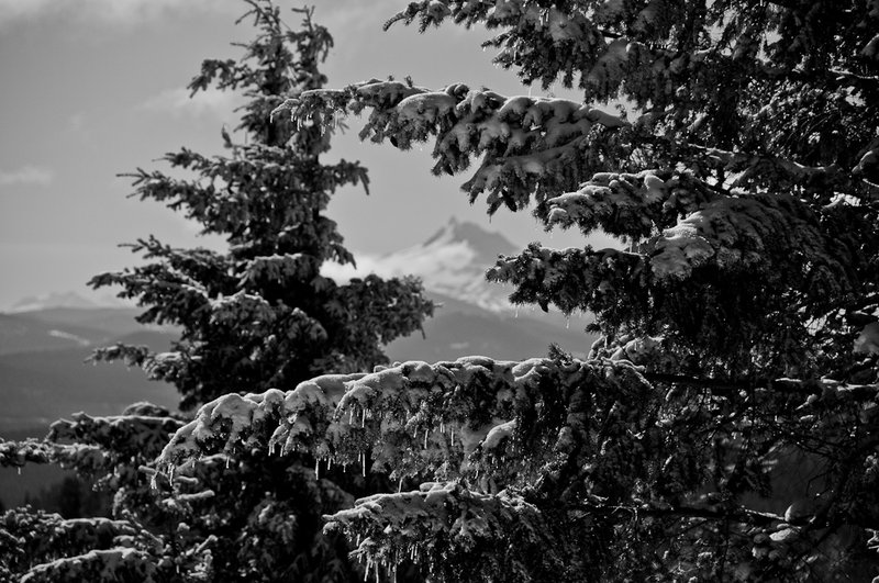 Mt. Jefferson through the trees